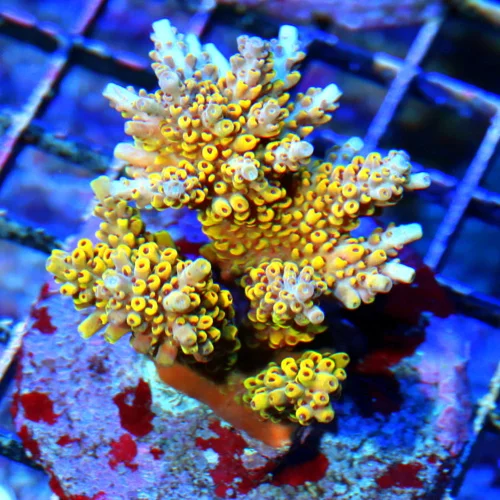 3" ACROPORA-EC ACROPORA MICROLADOS-BEAUTIFUL SPECIMEN-I LOVE THE BLUE TIPS!