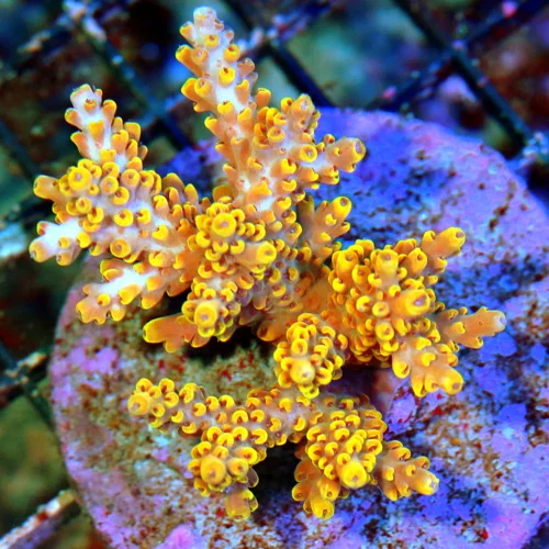 3" ACROPORA-EC ACROPORA MICROLADOS-BEAUTIFUL SPECIMEN-COLOR I VERY INTENSE