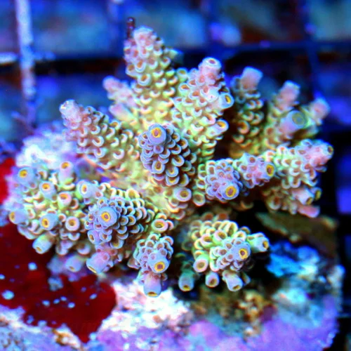 3.5" ACROPORA-EC ACROPORA TENIUS-INCREDIBLE ULTRA RAINBOW TENIUS ACROPORA