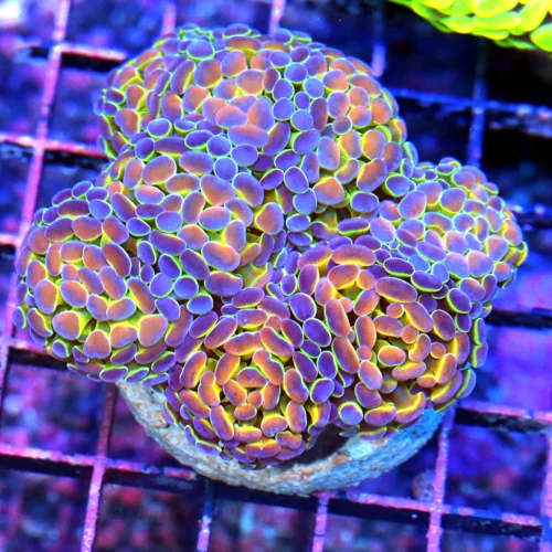 3.5x3 ACROPORA-EC "LITTLE RED FERRARI" ACROPORA-INCREDIBLE COLLECTORS ITEM-ARRIVE ALIVE GUARANTEE
