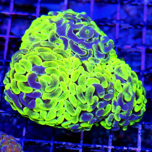 5X4.5 XL BRANCHING TOXIC HAMMER-WOW THIS THIS BRIGHT GLOWS FROM ACROSS THE ROOM ULTRA TOXIC GREEN AN
