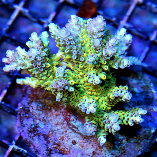3.5" ACROPORA-EC ACROPORA MICROLADOS-BEAUTIFUL SPECIMEN-BICOLORED ULTRA COLORED SPECIMEN