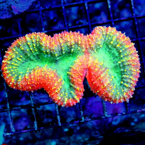 4.5X3 ULTRA INDO LOBOPHYLLIA-THIS SPECIMEN IS VERY SPECIAL COLOR IS OUTRAGEOUS-I LOVE THIS PIECE