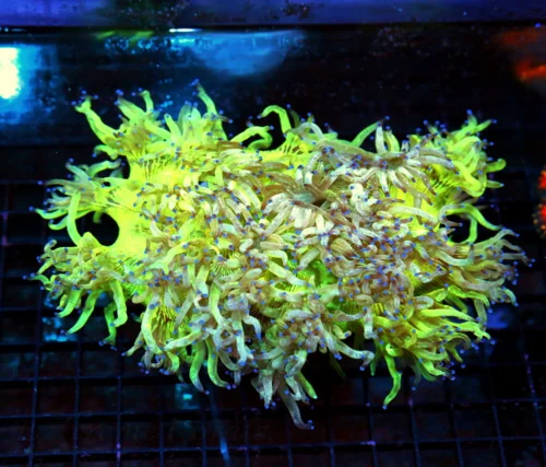 12X8 GIANT XXL ULTRA YELLOW ELEGANCE-TOTALLY INSANE NEON BLUE TIPPED VERY SPECIAL COLORED ELEGANCE