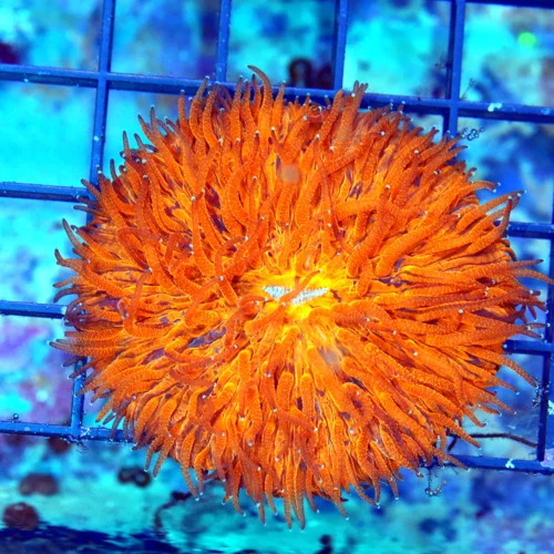 3.5 ULTRA ORANGE MELTING POT PLATE-COLOR IS OUTSTANDING-WOW!