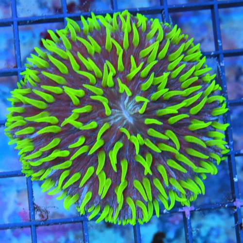 4.5 PLATE CORAL-SUPER NEON TOXIC GREEN TENTACLED ULTRA COLORED PURPLE PLATE CORAL