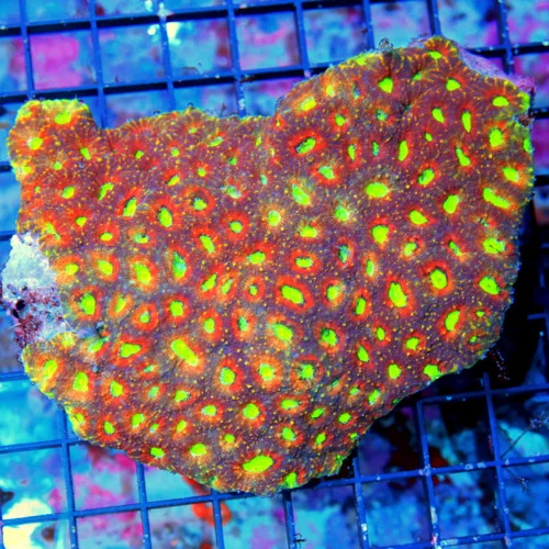 5.5X4.5 ULTRA FAVIA-ONE OF A KIND ULTIMATE PEE INYOUR PANTS SHOWPIECE FAVIA