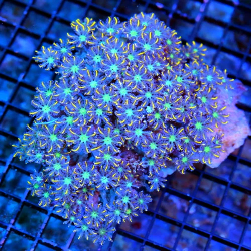 5.5X5 CLOVE POLYP-AWESOME VERY VERY HARD TO GET FIRECRACKER ORANGE STRIPED CLOVE POLYPS
