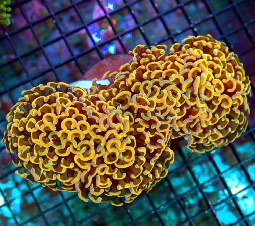 6.5X4.5 XXL ULTRA HAMMER-OUT OF THIS WORLD NEON NEON ORANGE BAD TO THE BONE AUSSIE HAMMER