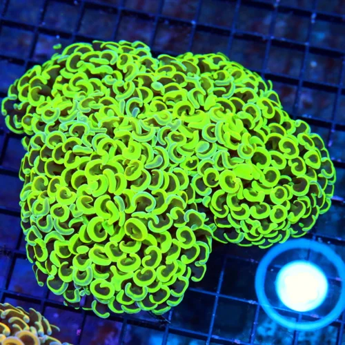 6X5 CENTERPIECE XXL ULTRA NEON TOXIC GREEN-YELLOW ULTIMATE GLOW IN THE DARK NEON AUSSIE FATHEAD HAMM