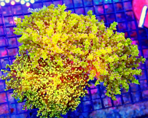 9X9 GIANT OG BRANCHING FROGSPAWN-THE FIRST COLORED FROGSPAWN IN THE HOBBY AND STILL ONE OF THE BEST!