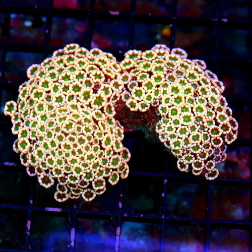 5X4.5 XLARGE ULTRA GONIOPORA-SUPER RED AND PINK GREEN ALIEN EYED SHOWPIECE GONIOPORA-SPECTACULAR!!