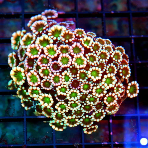 4.5x4 LARGE ULTRA GONIOPORA-SUPER RED AND PINK GREEN ALIEN EYED SHOWPIECE GONIOPORA-SCREAMER!