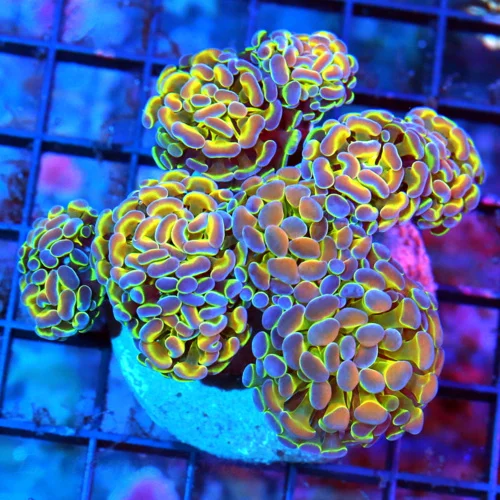 5.5X5 ULTRA GRADE-BRANCHING HAMMER-SUPER HARD TO GET HOLOGRAM HAMMER INSANE COLOR