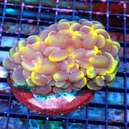 4.5X3.5 ULTRA BUBBLE CORAL-VERY INTENSED COLOR SUPER LEMONLIME GREEN ULTRA GRADE INDO BUBBLE CORAL