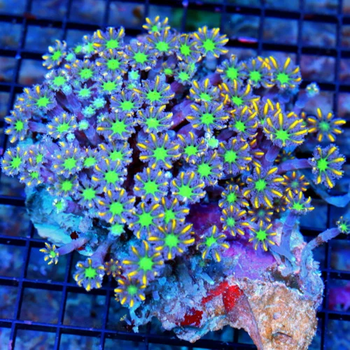 5.5X5 CLOVE POLYP-AWESOME VERY VERY HARD TO GET FIRECRACKER ORANGE STRIPED CLOVE POLYPS