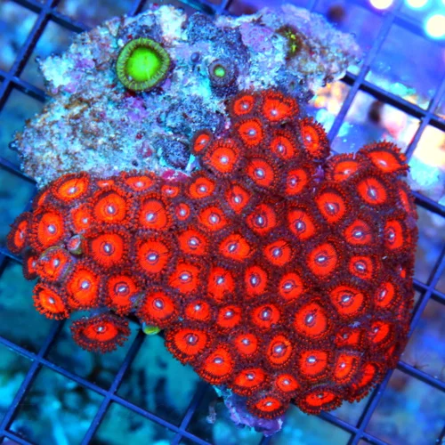 4X4 ULTRA COLORED ZOANTHIDS-WICKED NEON NEON RED KEDS RED ZOANTHIDS