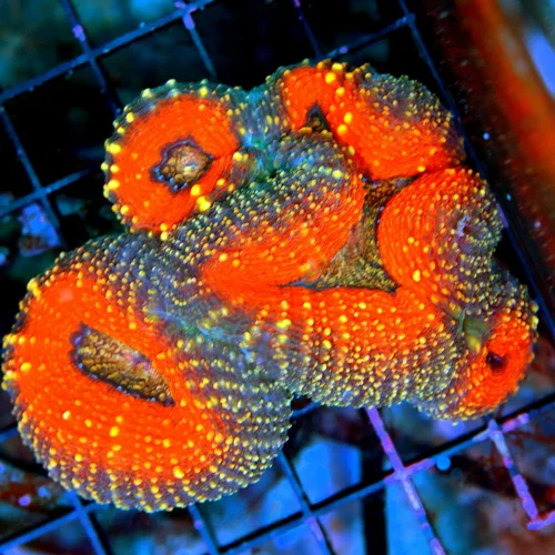 4.5X3.5 ULTRA LOBOPHYLLIA SUPER SUPER NEON ORANGE RINGED ULTRA COLORED AUSSIE LOBOPHYLLIA