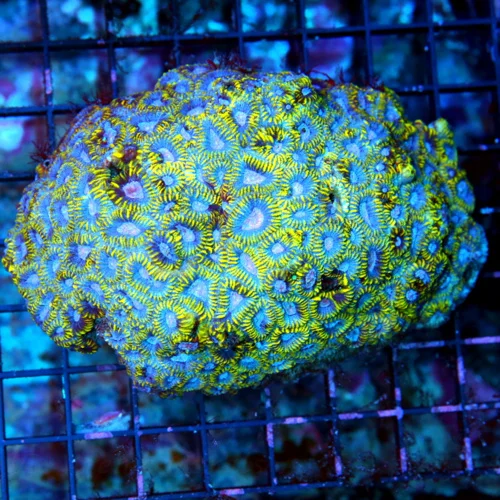 5X4 ULTRA FAVIA-HANDPICKED BY SCOTT ULTRA COLLECTORS ITEM INDO FAVIA-THIS IS FABULOUS