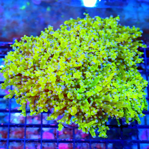 9X9 GIANT OG BRANCHING FROGSPAWN-THE FIRST COLORED FROGSPAWN IN THE HOBBY AND STILL ONE OF THE BEST!