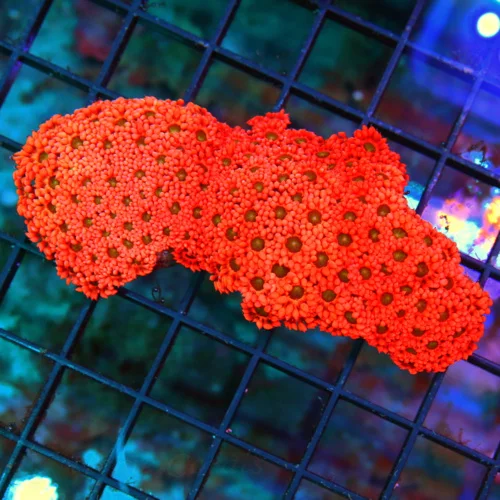 4.5X3 ULTRA ULTRA RED GONIOPORA-THIS IS ONE OF THE COOLEST GONIS YOU WILL EVER SEE!!