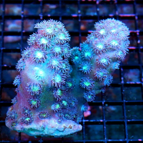 5X4 BLUE BRANCHING TURBINARIA-EXTREMELU HARD TO GET THIS IS A EPIC COLLECTOR PIECE