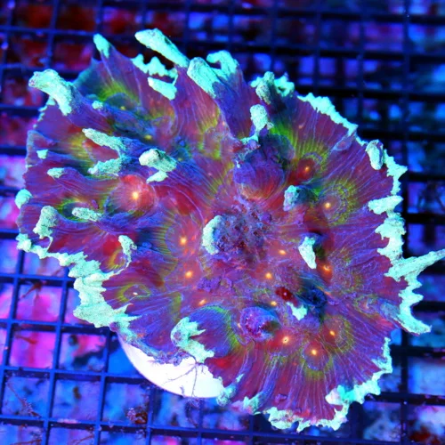 6X4.5 ULTRA SHOW PECTINIA-ONE OF A KIND FIRE AND ICE ULTRA GRADE ULTRA COLORED INDO PECTINIA