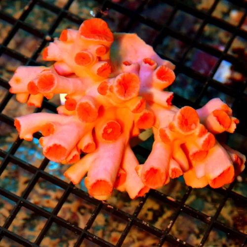 5.5X4.5 VERY HARD TO GET AUSSIE DENDROPHYLLIA-ONLY GET A FEW A YEAR GIANT SPECIMEN=NOT OPEN IN PHOTO