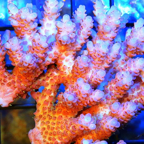 WYSIWYG 4.5X4.5 ULTRA AUSSIE ACROPORA-PINK-BLUE ARRIVE ALIVE GUARANTEE-AWESOME COLOR! live coral for sale - Extreme Corals