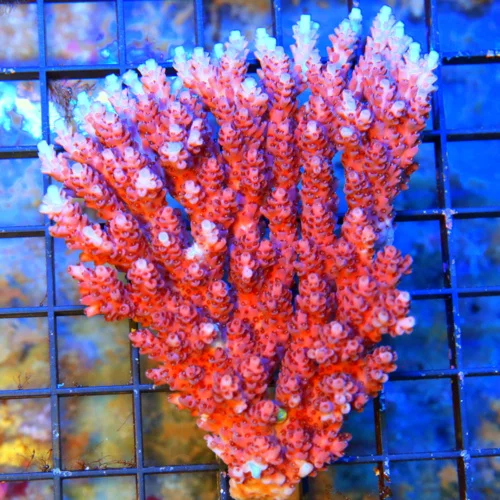 WYSIWYG 5X4.5 ULTRA AUSSIE ACROPORA-RED PLANET TABLE ARRIVE ALIVE GUARANTEE-AWESOME COLOR! live coral for sale - Extreme Corals