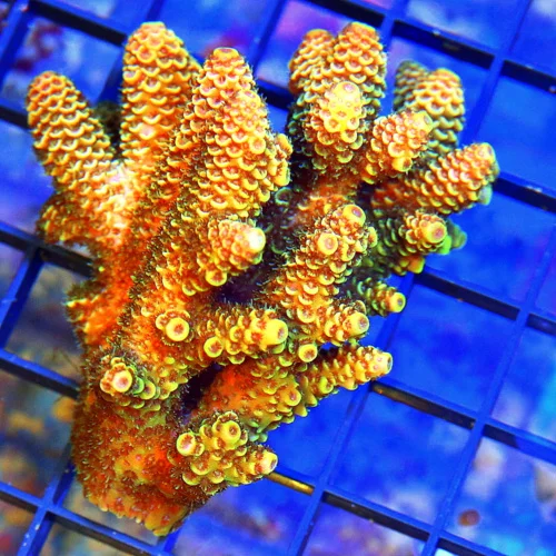 WYSIWYG 4X3 ULTRA AUSSIE ACROPORA- ARRIVE ALIVE GUARANTEE-BEAUTIFUL! live coral for sale - Extreme Corals