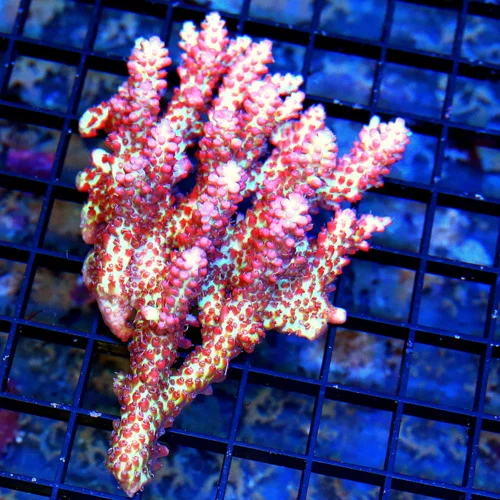 WYSIWYG 4X3 ULTRA AUSSIE ACROPORA- ARRIVE ALIVE GUARANTEE-STRAWBERRY SHORTCAKE-INCREDIBLE!! live coral for sale - Extreme Corals