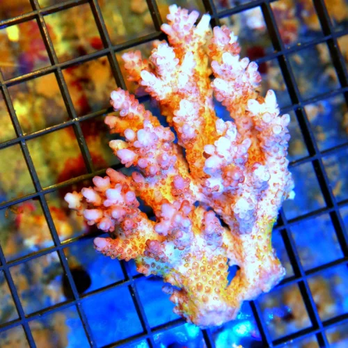 WYSIWYG 6.5X4.5 XXL ULTRA HAMMER-OUT OF THIS WORLD NEON NEON ORANGE BAD TO THE BONE AUSSIE HAMMER live coral for sale - Extreme Corals