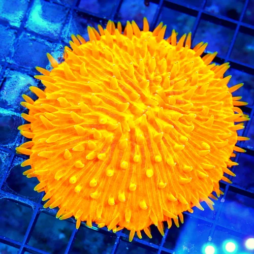 WYSIWYG 4.5X4.5 XL SHOWPIECE NEOENON ULTRA ORANGE MELTING POT FLAMING ORANGE XL PLATE CORAL live coral for sale - Extreme Corals