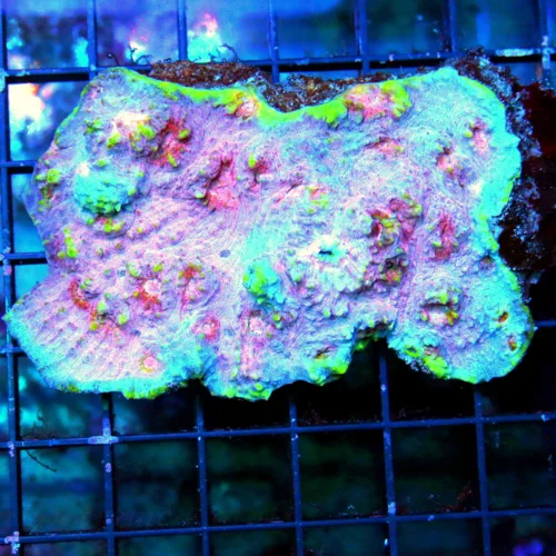 WYSIWYG 5X3.5 HANDPICKED BY SCOTT-ULTRA ULTRA SHOWPIECE RAINBOW ECHINOPHYLLIA CHALICE-COLLECTORS ITEM live coral for sale - Extreme Corals