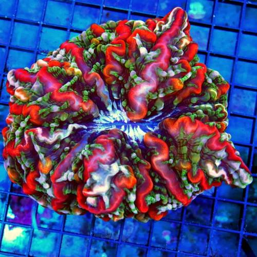WYSIWYG 6X6 XL MASTER INDOPHYLLIA-INCREDIBLE COLOR-EXTREMELY AWEOME SHOWPIECE INDOPHYLLIA live coral for sale - Extreme Corals