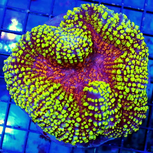 WYSIWYG 5X5 TTOALLY INSANE ULTRA LOBOPHYLLIA-THIS SPECIMEN IS INCREDIBLE HANDPICKE SHOWPIECE live coral for sale - Extreme Corals