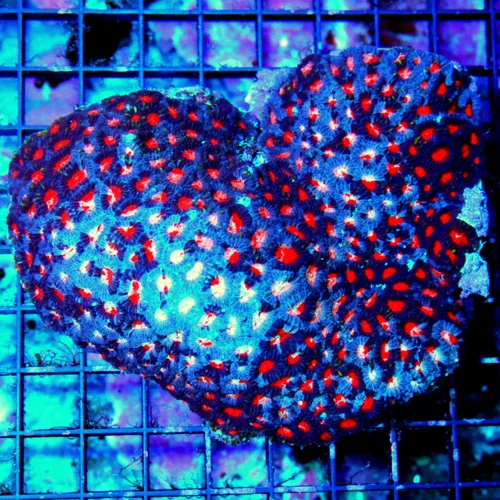 WYSIWYG 5.5X5.5 ONE OF A KI9ND COLLECTORS ITEM!!! NEVER EVER SEEN THIS FAVIA BEFORE IT IS PEE IN YOUR PANTS live coral for sale - Extreme Corals