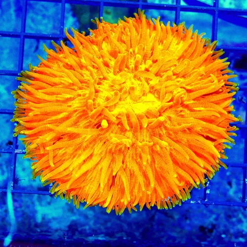 WYSIWYG 4.5X4.5 XL SHOWPIECE NEOENON ULTRA ORANGE MELTING POT FLAMING ORANGE XL PLATE CORAL live coral for sale - Extreme Corals