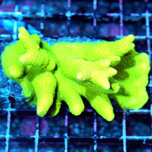WYSIWYG 4.5X3.5 SUPER YELLOW BRANCHING PORITES-I LOVE THESE CORAL HARD TO GET!! live coral for sale - Extreme Corals