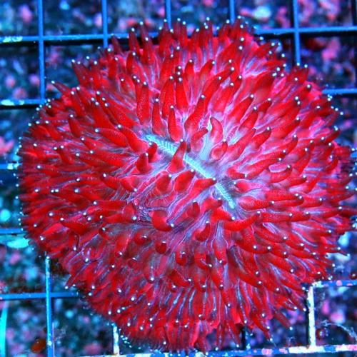 WYSIWYG 4.X4 XK ULTIAMTE SHOWPIECE "RED DRAGON" ULTRA ULTRA COLORED RED PLATE CORAL-STUPENDOUS!! live coral for sale at Extreme Corals