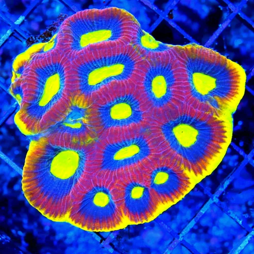 WYSIWYG 4X4 DRAGON SOUL FAVIA-SUPER ULTRA YELLOW RIMMED VERY BRIGHT COLORED DRAGON SOUL FAVIA live coral for sale - Extreme Corals