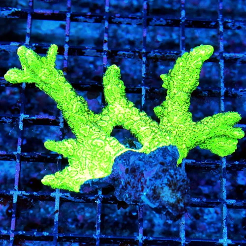 WYSIWYG 4.5X4 HYDNOPHORA-SUPER ULTRA GREN BRANCHING VERY NICE INDO HYDNOPHORA live coral for sale - Extreme Corals