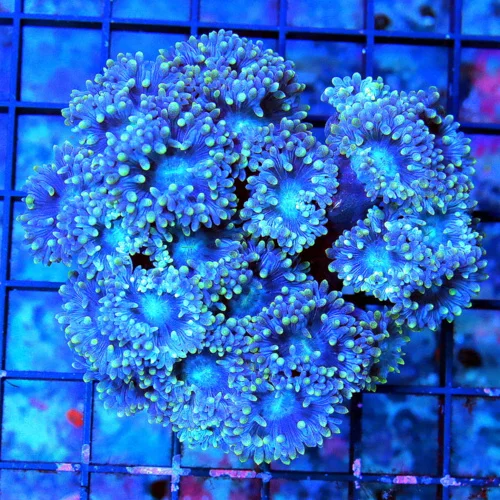 WYSIWYG 4X4 VERY VERY RARE "BLUEBERRY DUNCANSAMNIA" I ONLY GET A FEW OF THESE A YEAR live coral for sale - Extreme Corals