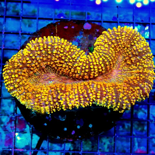 WYSIWYG 6X4.5 XL ULTRA LOBOPHYLLIA-TOTALLY CRAZY NEON MULTICOLORED ULTRA ORANGE AUSSIE ORANGE CARPET LOBO live coral for sale - Extreme Corals