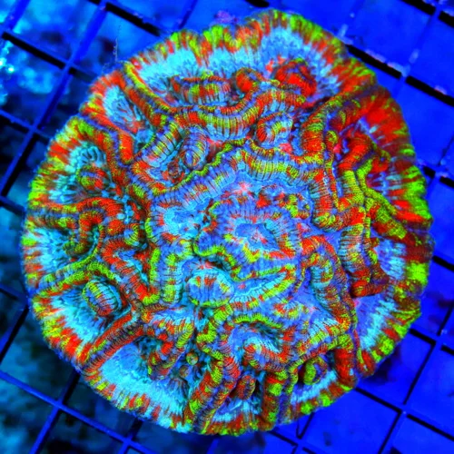 WYSIWYG 4.5X4.5 ULTRA L SYMPYLLIA WILSONI-RAINBOW GRADE HANDPICKED BY SCOTT COLLECTOR ITEM SUPER RARE !! live coral for sale at Extreme Corals