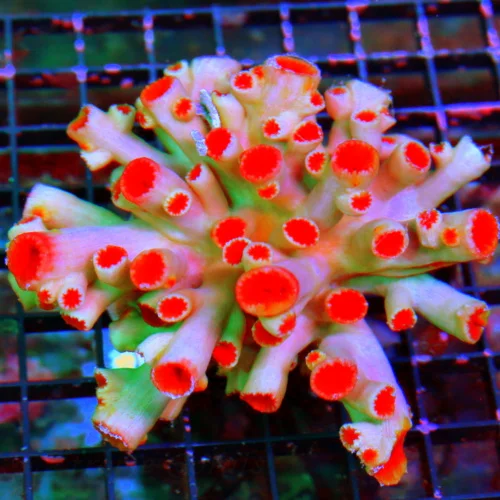 WYSIWYG 5x5 VERY HARD TO GET AUSSIE DENDROPHYLLIA-ONLY GET A FEW A YEAR GIANT SPECIMEN=NOT OPEN IN PHOTO live coral for sale - Extreme Corals