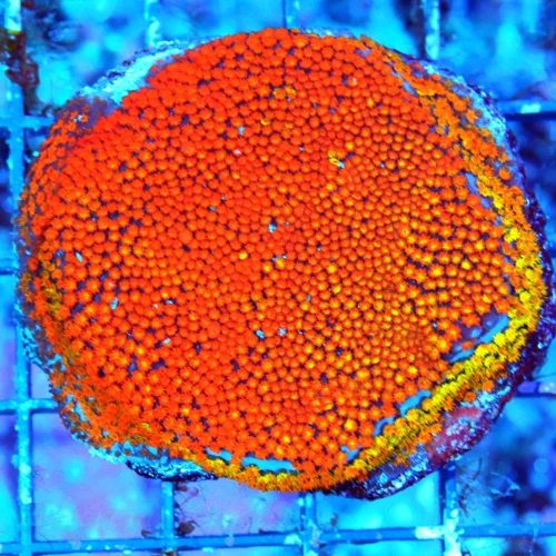 WYSIWYG 3" ULTRA COLORED HANDPICKED BY SCOTT SUPER COLORED RAINBOW GONIOPORA live coral for sale - Extreme Corals