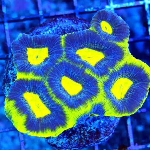 WYSIWYG 3.5" SUPER YELLOE PREDATOR BLOOD EYED BLUE SUPER COLORED FAVIA live coral for sale - Extreme Corals