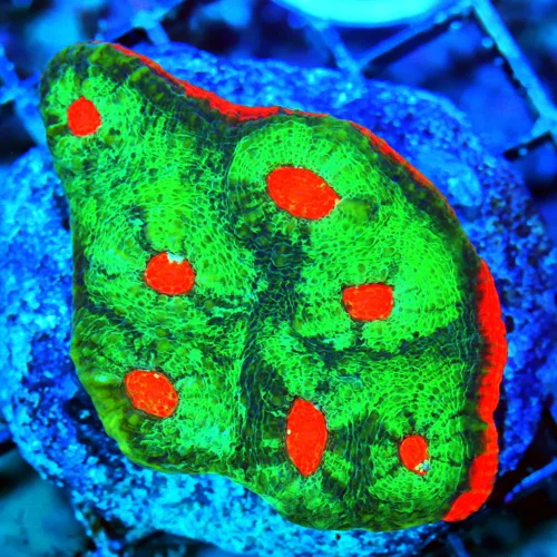WYSIWYG 3" ULTRA COLORED ECHINOPHYLLIA-SUPER RED EYED AND RED RIMMED CHALICE live coral for sale - Extreme Corals